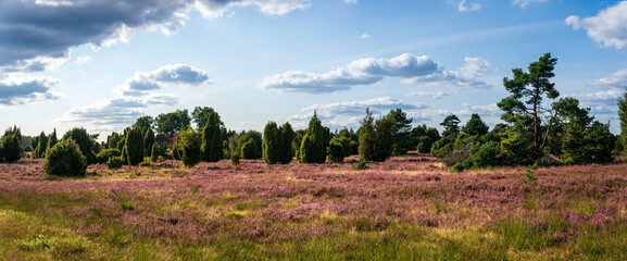 Fototapeta na wymiar Panorama aus der Lüneburger Heide