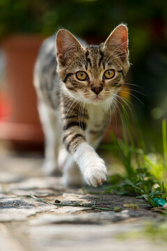 Tabby kitten in a summer garden walks to the camera
