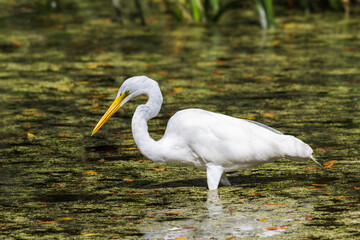 Great White Egret feeding in a Florida swamp.