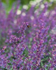 Bee collecting pollen from a flowering lavender in the field