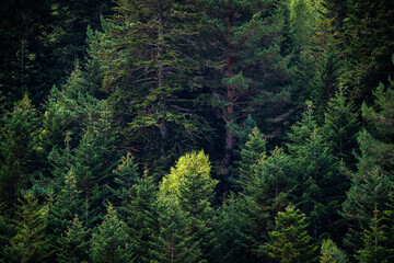 Close-up landscape of green pine trees. Fir trees forest evergreen background.