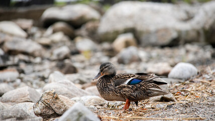Standing duck near rocks on beach in time