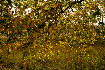 Jesienny krajobraz, zbliżenie na gałąź drzewa z kolorowymi jesiennymi liśćmi, w tle łąka. © Aneta