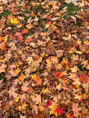 Autumn Leaf Color Background