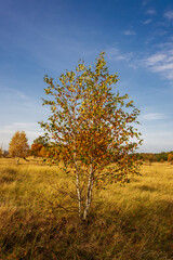 Drzewo brzoza w jesiennych barwach. Jesienny krajobraz. 