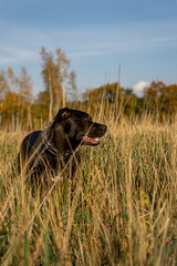 Czarny pies idzie wśród wysokich traw, pionowe ujęcie.