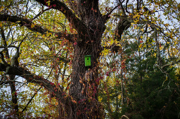 Obraz premium old oak tree 