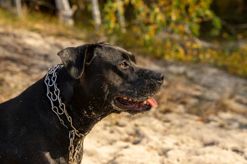 Duży czarny pies, american stafford terier siedzi na piasku. Jesienny słoneczny dzień.
