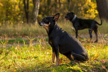 Fototapeta Dwa czarne psy na spacerze, jesienny las, zielona trawa.  obraz