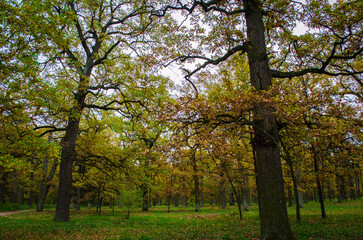 Fototapeta premium autumn in the park