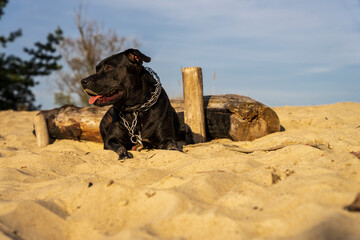 Duży czarny pies leży na piasku. Jesienny słoneczny dzień. - obrazy, fototapety, plakaty