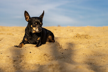 Mały czarny pies, pinczer miniatura leży na piasku.  - obrazy, fototapety, plakaty