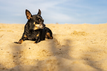 Mały czarny pies, pinczer miniatura leży na piasku. 