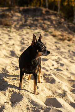 Mały czarny pies, pinczer miniatura stoi na piasku. Jesienny słoneczny dzień.