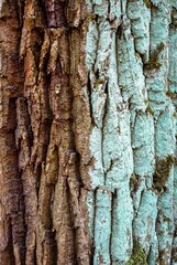 Vertical closeup shot of a tree covered in moss in a forest in Belarus