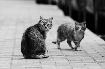 Fototapeta Beautiful shot of some stray cats on the streets of Belarus in grayscale obraz