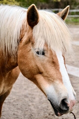 Obraz premium portrait of a horse