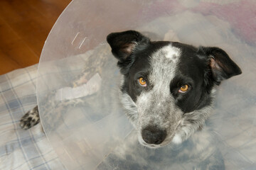 Spotted black and white dog wearing a transparent plastic medical cone to prevent her from licking...