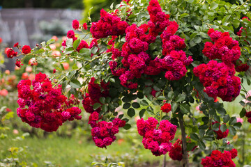 Naklejka premium red flowers