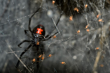 Southern Black Widow spider babies climbing on their web, with their mother guarding them farther behind - 542049525