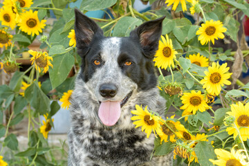 Black and white spotted dog in the middle of sunflowers, looking at the viewer