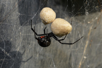Female Southern Black Widow spider guarding her two egg sacs, hanging on her web