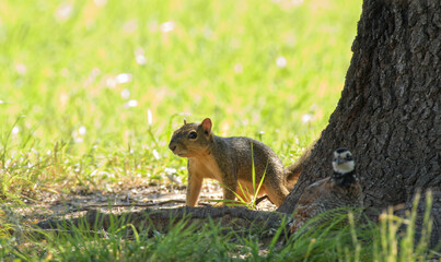 Beautiful squirrel on the ground at the base of a tree, looking around, with a Bobwhite quail close to it