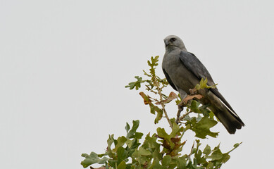 Majestic Mississippi Kite observing its surroundings from the top of an oak tree, with cloudy sky background