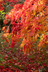 Naklejka na ściany i meble Acer maple trees with leaves in stunning autumn colours, photographed in the garden at RHS Wisley, near Woking in Surrey UK.