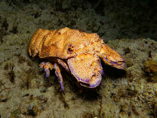 Mediterranean slipper lobster - Scyllarides latus from Cyprus.