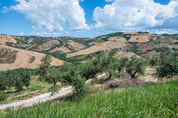 The Abruzzo hills with olive trees and cultivated fields and a blue sky