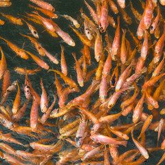 Red koi fish. Bright background of many small fish.