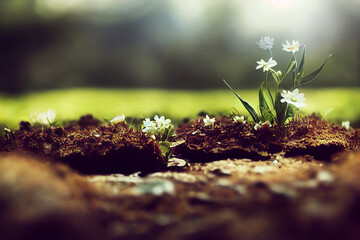 White flowers viewed from a low angle