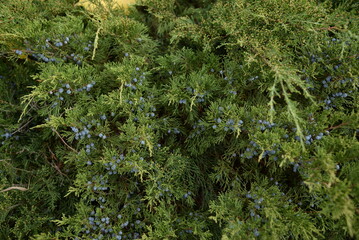 background green juniper branches texture ripe blue berries close-up gradient turquoise color...
