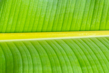 Green banana leaf background. Banana leaf textured background