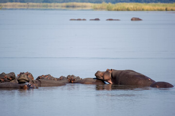 Hippos sleeping in Zambezi river, Zambia