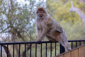 Barbary macaque at Rock of Gibraltar, UK.