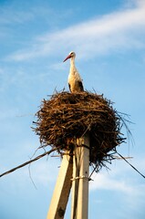 Fototapeta premium Vertical shot of a dutch nest stork under the clouds