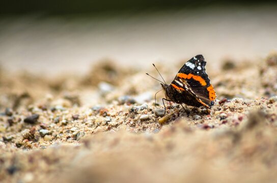 Closeup shot of a black and orange butterfly on the ground