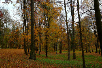 Colorful golden trees on a sunny autumn day