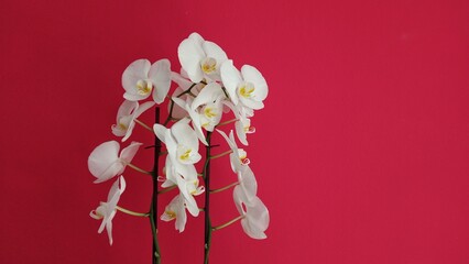 white orchid against red background