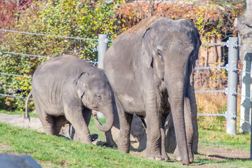 elephants in the zoo