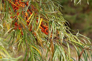 Naklejka na ściany i meble Branch of ripe orange sea buckthorn berries in a garden. Natural, herbal medicine, source of vitamins and energy