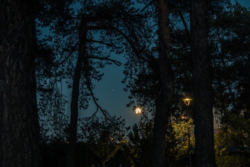 Moon in the city park. The moon shines behind the branches of tr