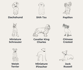 Dog Line Drawing, line art, one color, black and white, vector isolated illustration in black color on white background. Dachshund, doxie, Shih Tzu, Papillon, Miniature Schnauzer, Chinese Crested.