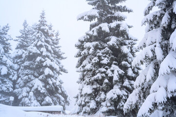 Fototapeta premium The morning fog in the forest and white snow.
