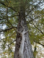 green mature tree with braided trunk branch
