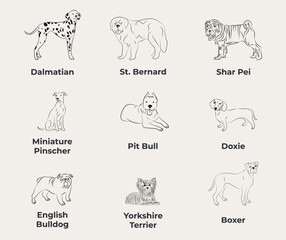 Dog Line Drawing, line art, one color, black and white, vector isolated illustration in black color on white background. Dalmatian, St. Bernard, Shar Pei, Pit Bull, Doxie, English Bulldog, Boxer.