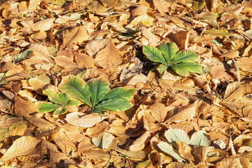Dry green and yellow fallen leaves, background.