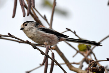 Long-tailed tit // Schwanzmeise (Aegithalos caudatus) - Wuppertal, Germany